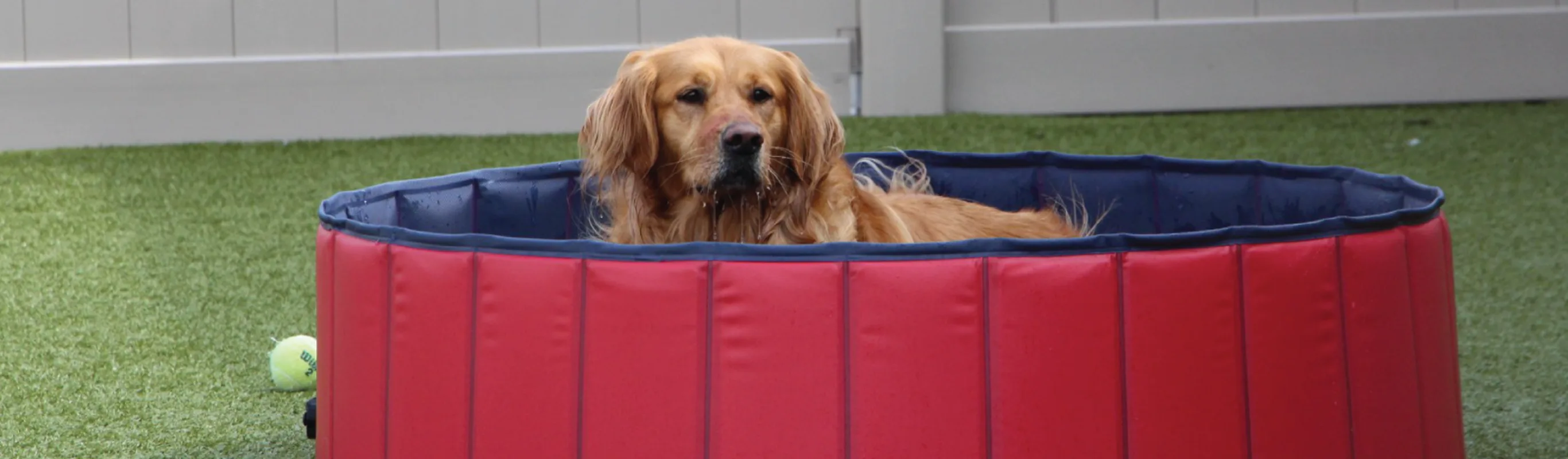 Dog laying down outside in red tub